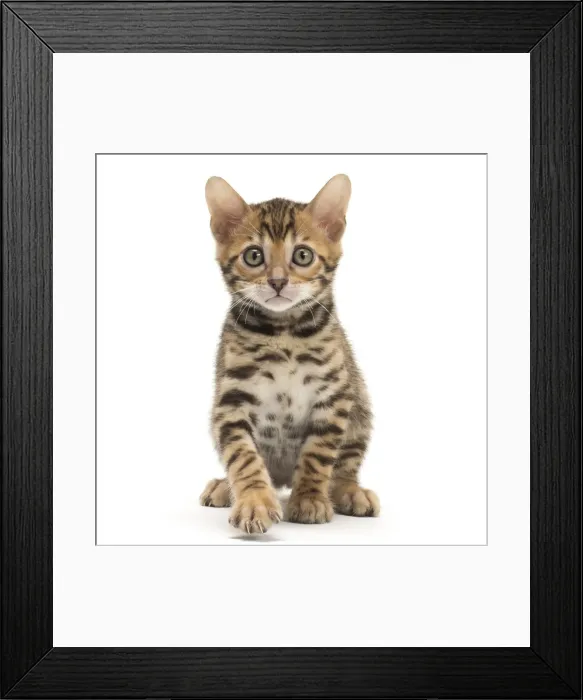 Framed Print : Picture No. 11981724 Framed Print : Picture No. 11981724