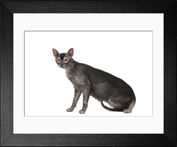 Framed Print : Picture No. 11981725 Framed Print : Picture No. 11981725