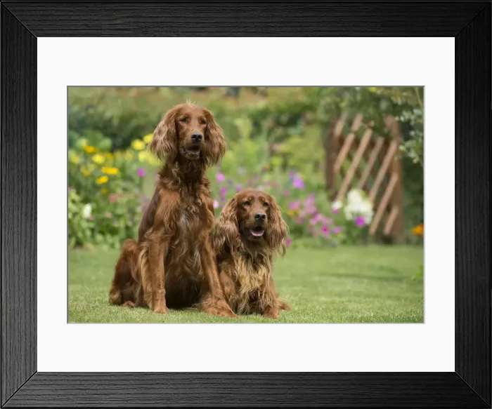 Framed Print : Picture No. 11981726