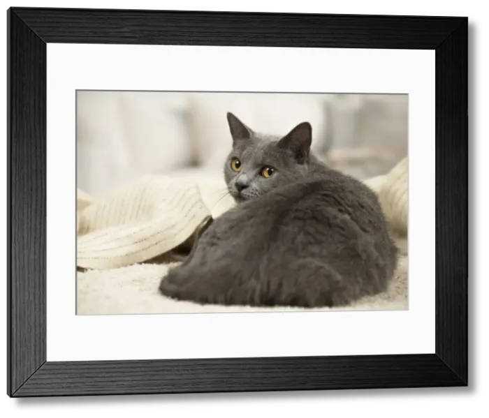 Framed Print : Picture No. 11981727 Framed Print : Picture No. 11981727
