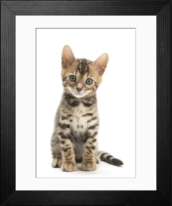 Framed Print : Picture No. 11981728
