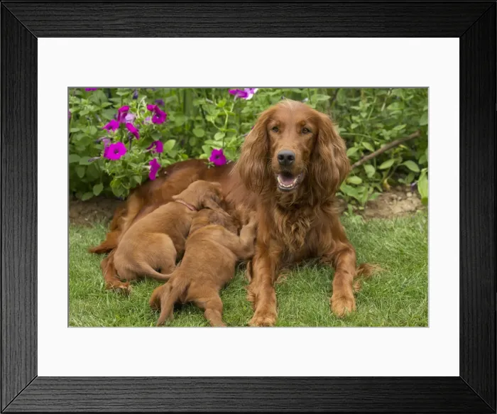 Framed Print : Picture No. 11981729 Framed Print : Picture No. 11981729