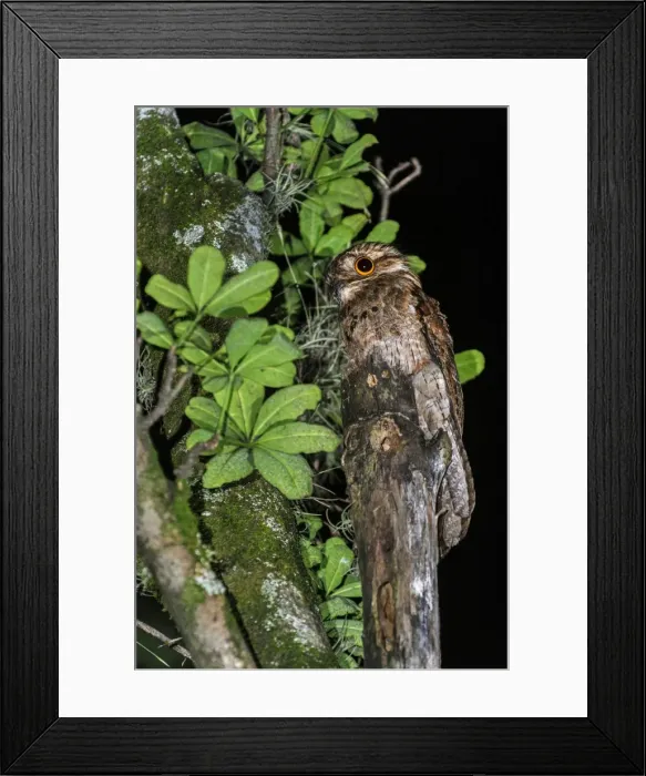 Framed Print : Picture No. 11980734 Framed Print : Picture No. 11980734