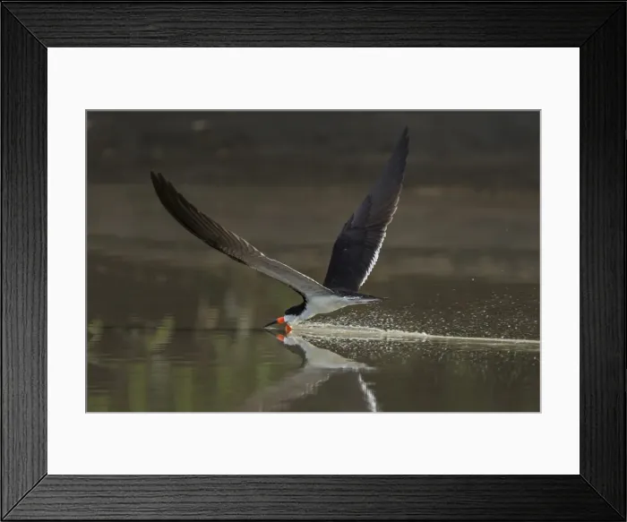 Framed Print : Picture No. 11980736 Framed Print : Picture No. 11980736