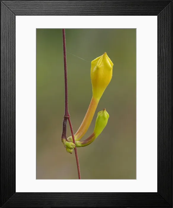 Framed Print : Picture No. 11980737 Framed Print : Picture No. 11980737