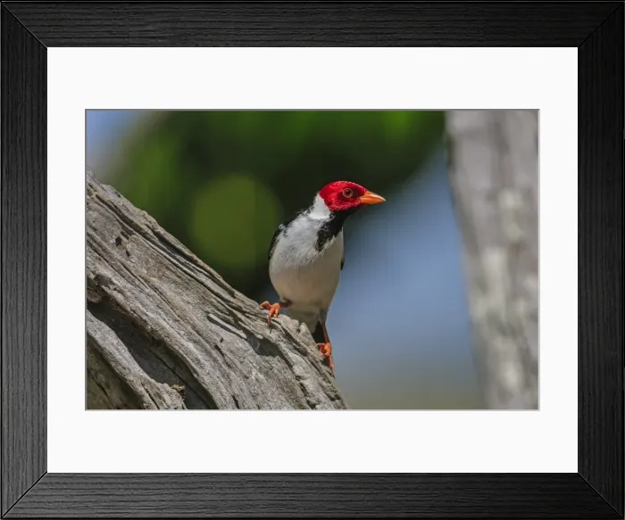 Framed Print : Picture No. 11980738 Framed Print : Picture No. 11980738