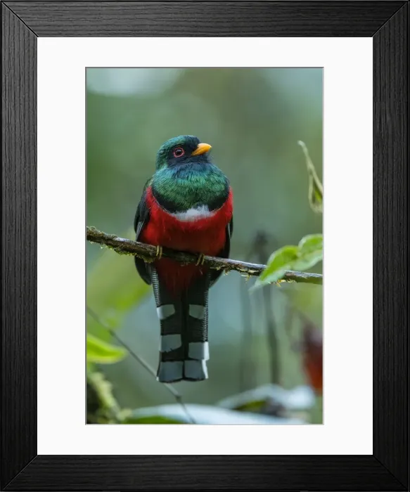 Framed Print : Picture No. 11980739 Framed Print : Picture No. 11980739