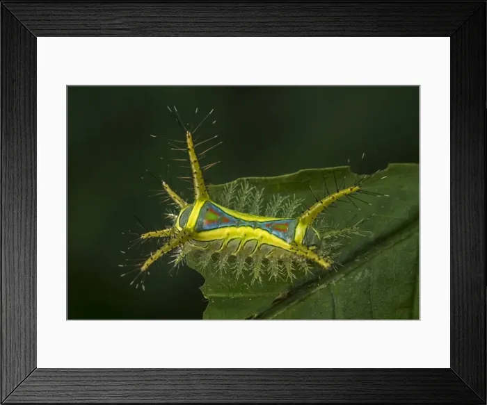 Framed Print : Picture No. 11980740 Framed Print : Picture No. 11980740