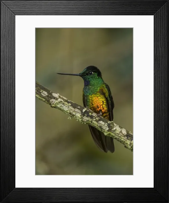 Framed Print : Picture No. 11980741 Framed Print : Picture No. 11980741