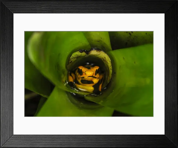 Framed Print : Picture No. 11980742 Framed Print : Picture No. 11980742
