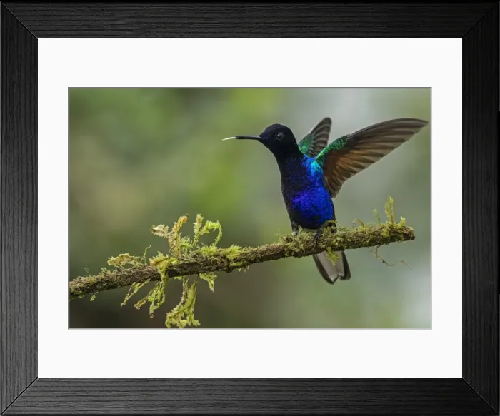Framed Print : Picture No. 11980743 Framed Print : Picture No. 11980743