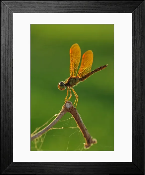 Framed Print : Picture No. 11980744 Framed Print : Picture No. 11980744