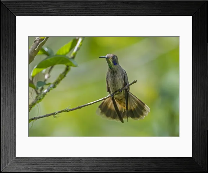 Framed Print : Picture No. 11980745 Framed Print : Picture No. 11980745