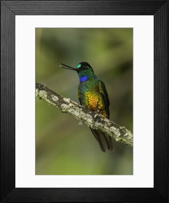Framed Print : Picture No. 11980746