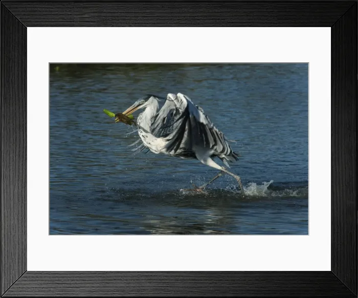 Framed Print : Picture No. 11980747 Framed Print : Picture No. 11980747