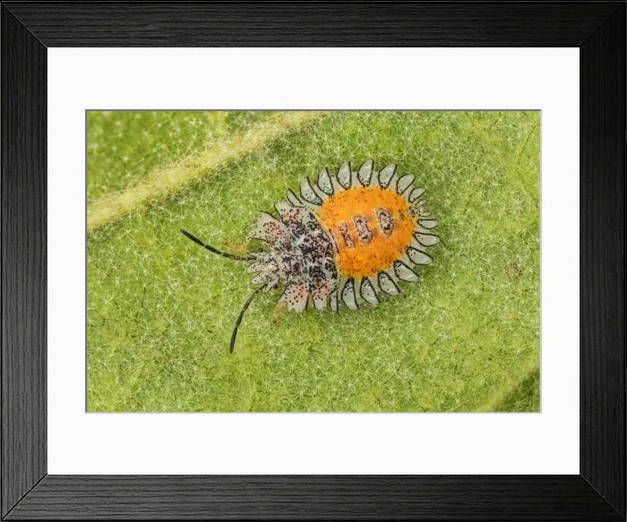 Framed Print : Picture No. 11980748 Framed Print : Picture No. 11980748