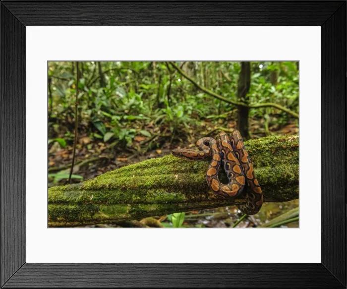 Framed Print : Picture No. 11980749 Framed Print : Picture No. 11980749