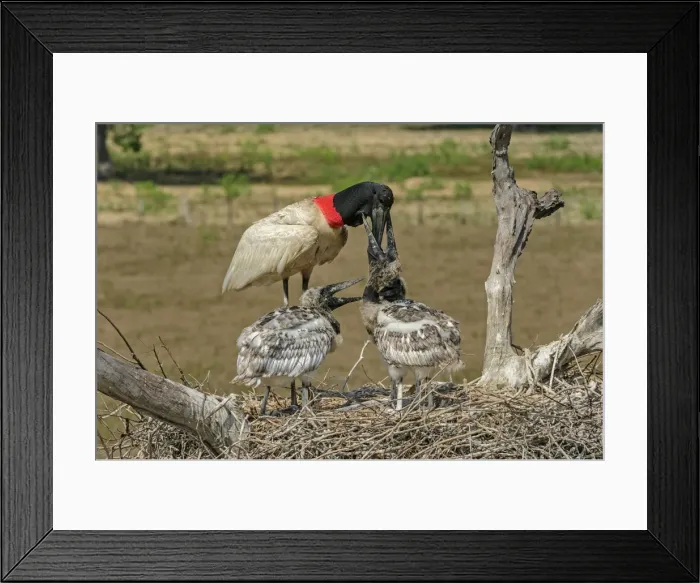 Framed Print : Picture No. 11980750