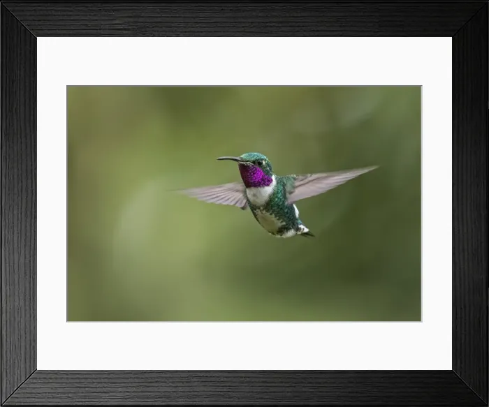 Framed Print : Picture No. 11980751 Framed Print : Picture No. 11980751