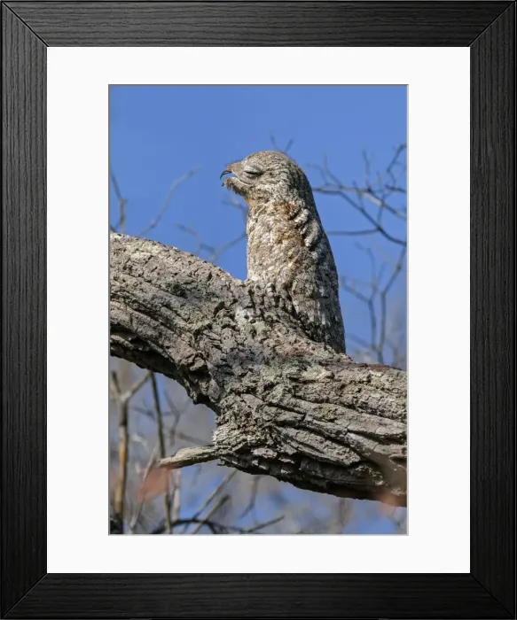Framed Print : Picture No. 11980753 Framed Print : Picture No. 11980753