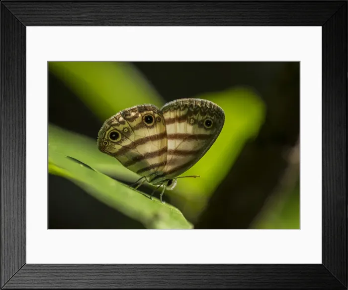Framed Print : Picture No. 11980754 Framed Print : Picture No. 11980754
