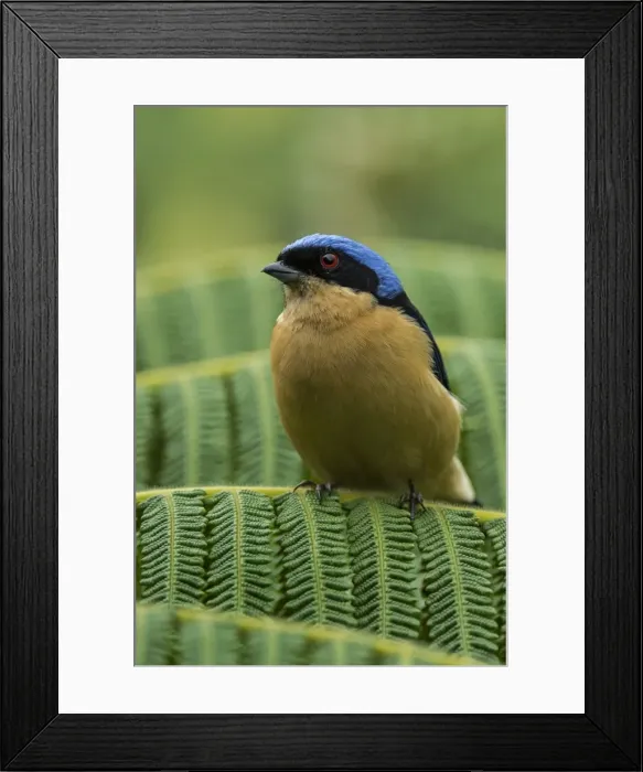Framed Print : Picture No. 11980755 Framed Print : Picture No. 11980755