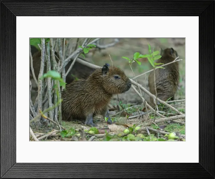 Framed Print : Picture No. 11980756 Framed Print : Picture No. 11980756