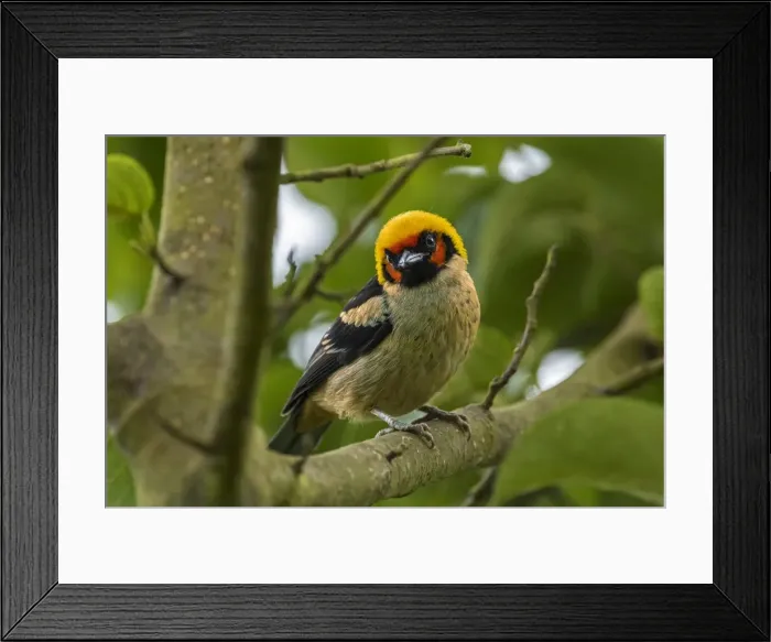 Framed Print : Picture No. 11980757 Framed Print : Picture No. 11980757