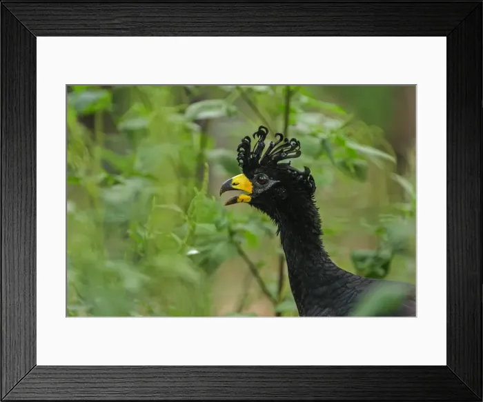 Framed Print : Picture No. 11980758 Framed Print : Picture No. 11980758