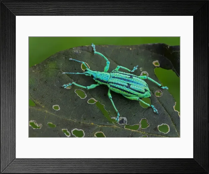 Framed Print : Picture No. 11980759 Framed Print : Picture No. 11980759
