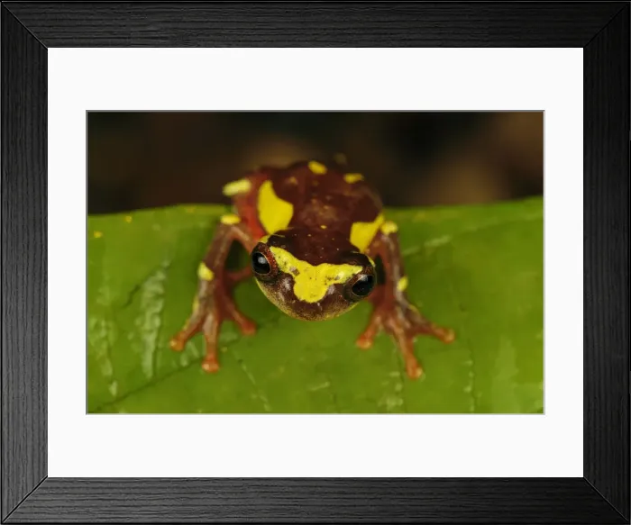 Framed Print : Picture No. 11980760 Framed Print : Picture No. 11980760