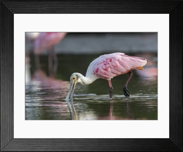 Framed Print : Picture No. 11980762