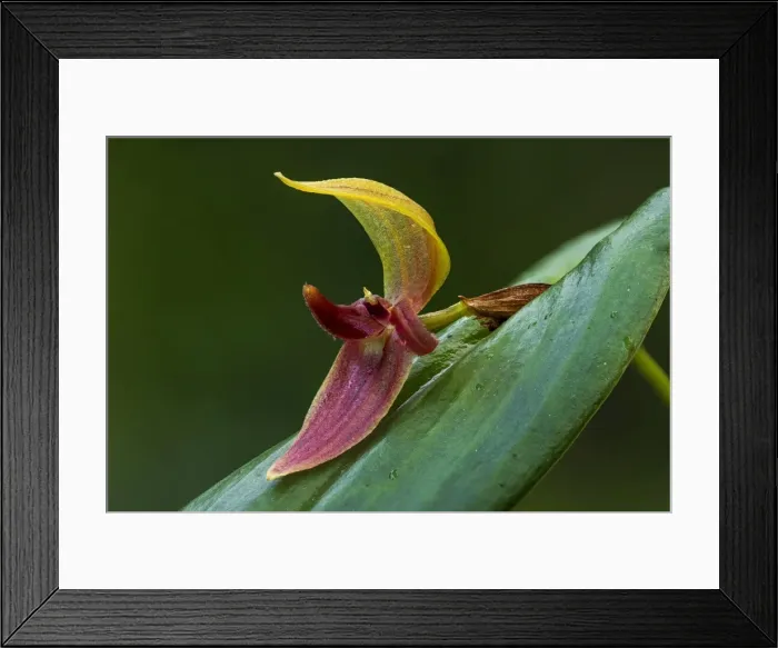 Framed Print : Picture No. 11980764 Framed Print : Picture No. 11980764