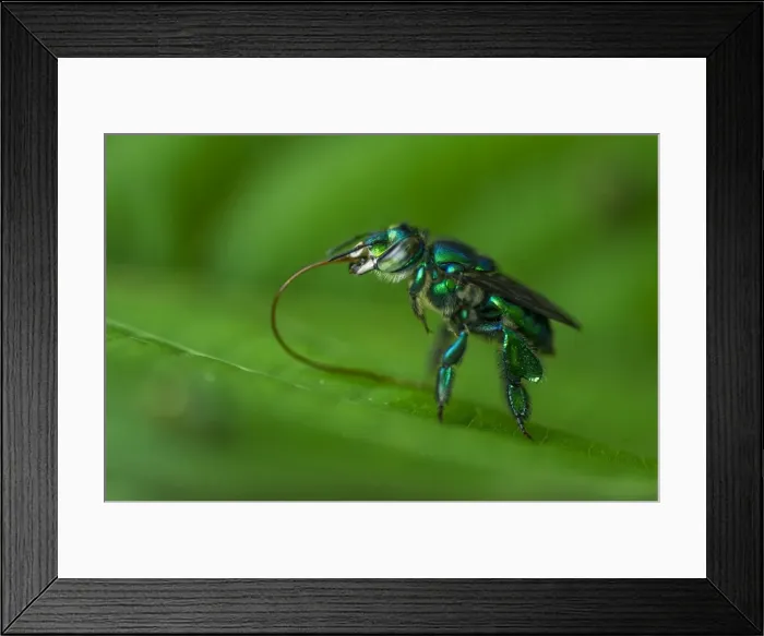 Framed Print : Picture No. 11980765 Framed Print : Picture No. 11980765