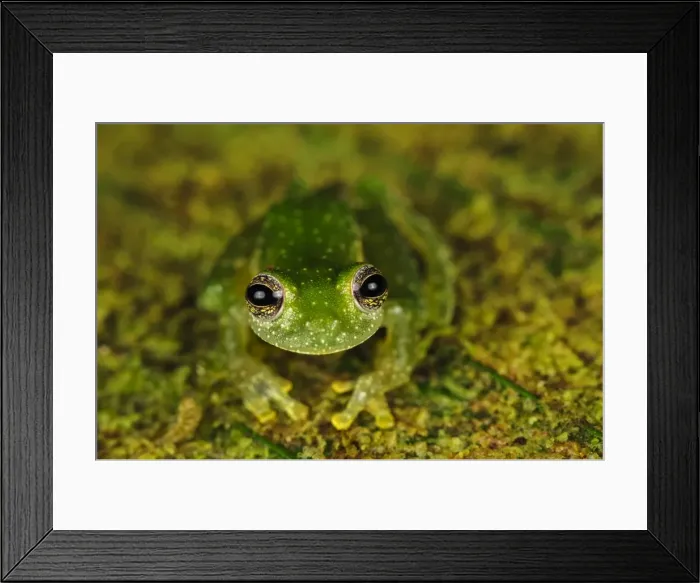 Framed Print : Picture No. 11980766 Framed Print : Picture No. 11980766