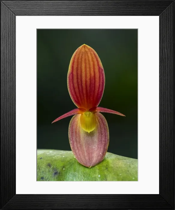 Framed Print : Picture No. 11980767 Framed Print : Picture No. 11980767