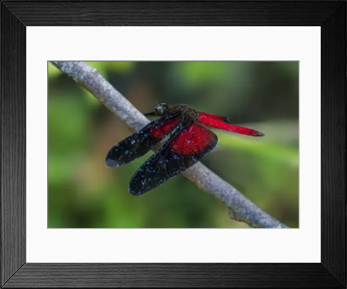 Framed Print : Picture No. 11980769 Framed Print : Picture No. 11980769