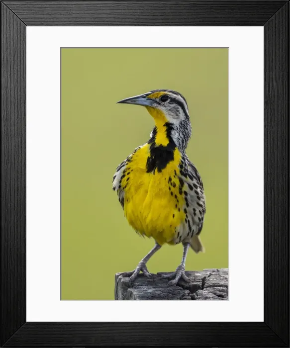 Framed Print : Picture No. 11980770 Framed Print : Picture No. 11980770