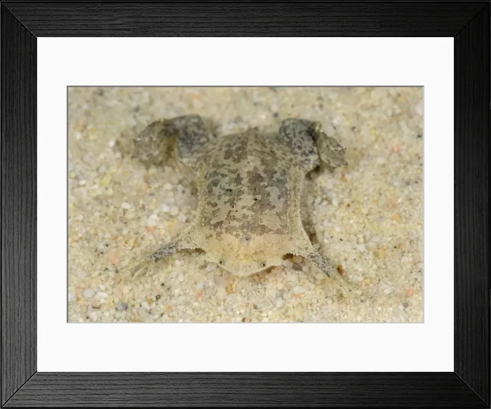 Framed Print : Picture No. 11980771 Framed Print : Picture No. 11980771