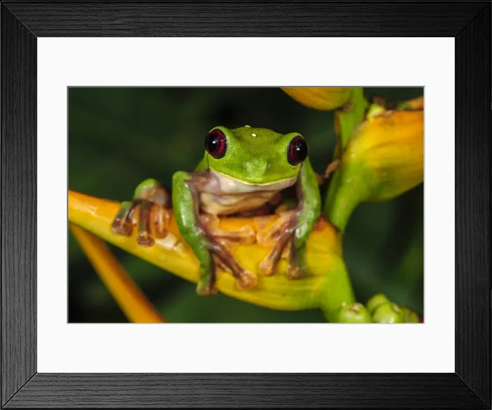 Framed Print : Picture No. 11980772 Framed Print : Picture No. 11980772