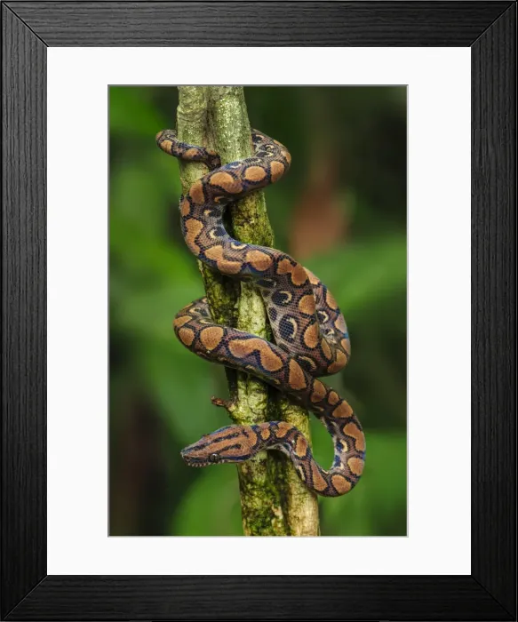 Framed Print : Picture No. 11980773 Framed Print : Picture No. 11980773
