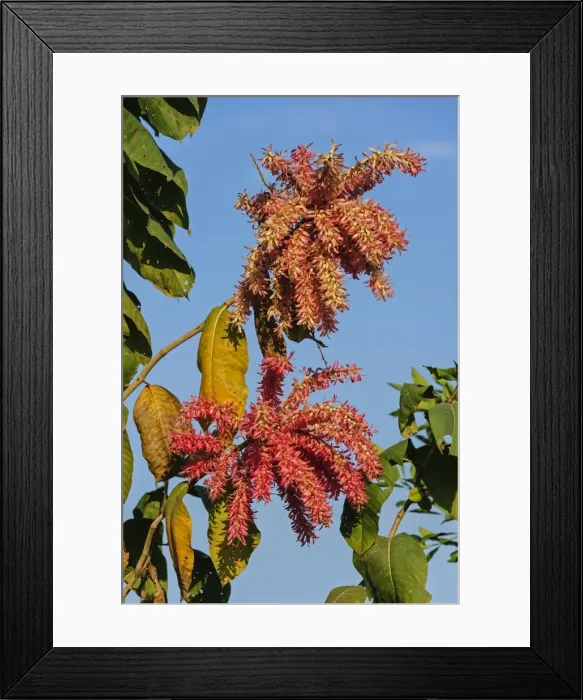 Framed Print : Picture No. 11980776 Framed Print : Picture No. 11980776