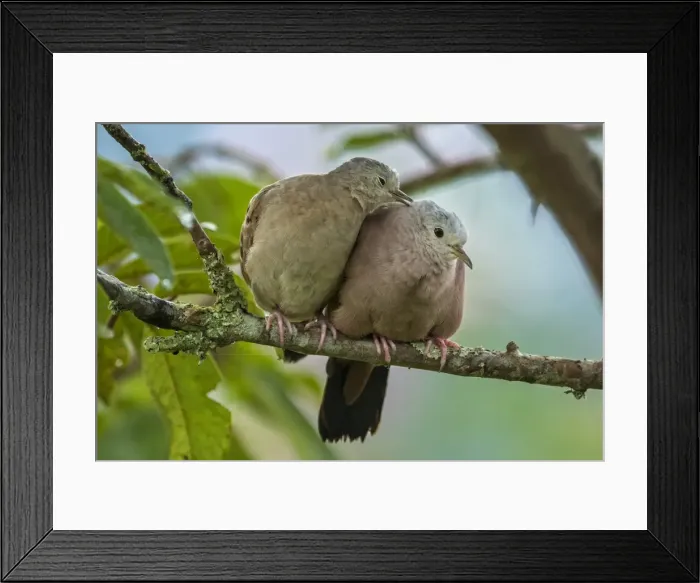 Framed Print : Picture No. 11980777 Framed Print : Picture No. 11980777