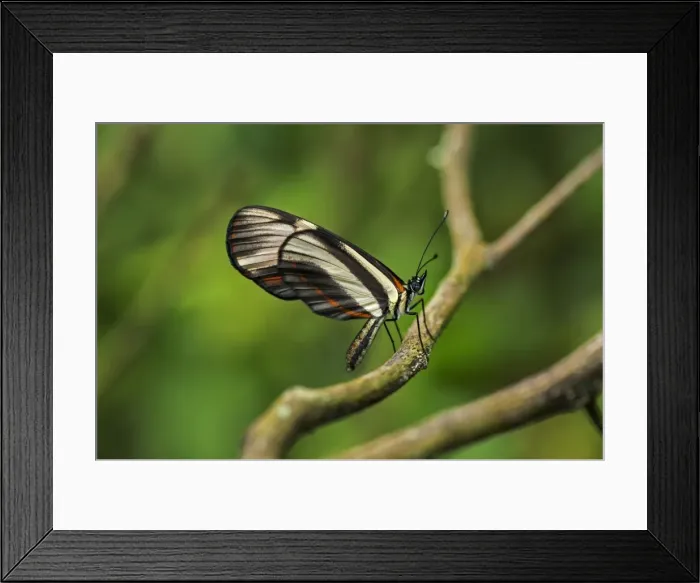 Framed Print : Picture No. 11980779 Framed Print : Picture No. 11980779