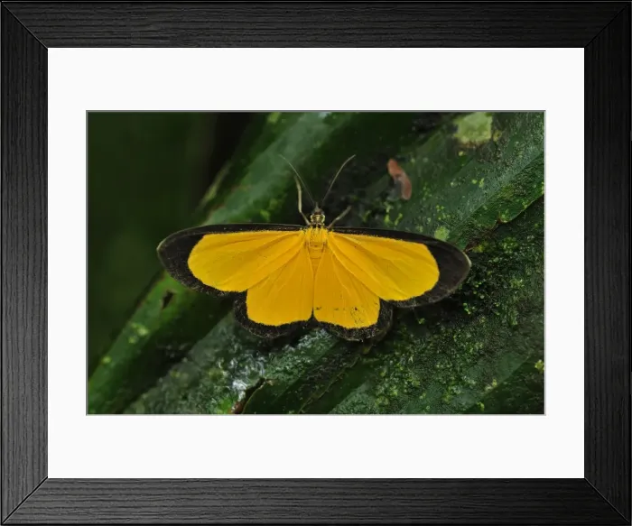 Framed Print : Picture No. 11980780