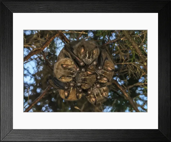 Framed Print : Picture No. 11980781 Framed Print : Picture No. 11980781