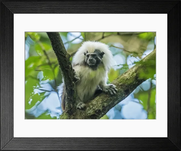 Framed Print : Picture No. 11980782 Framed Print : Picture No. 11980782