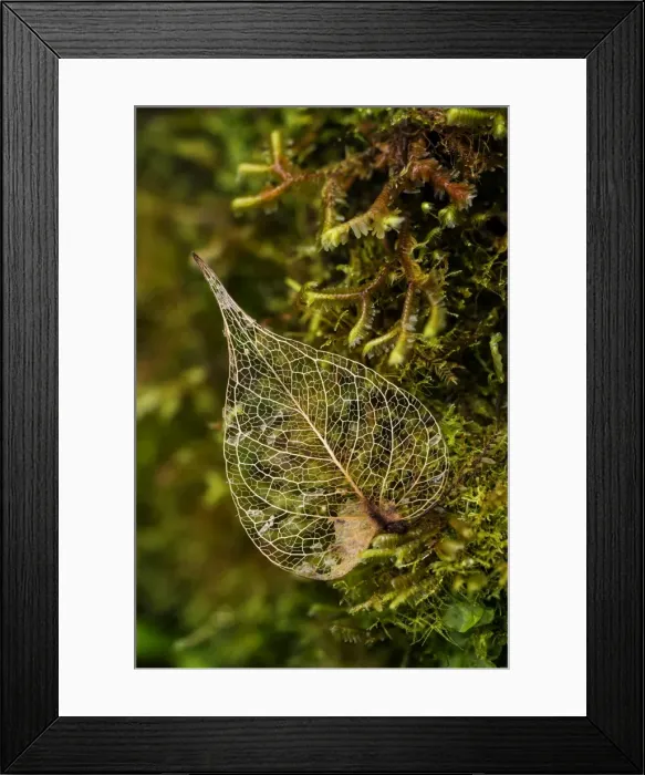 Framed Print : Picture No. 11980783 Framed Print : Picture No. 11980783
