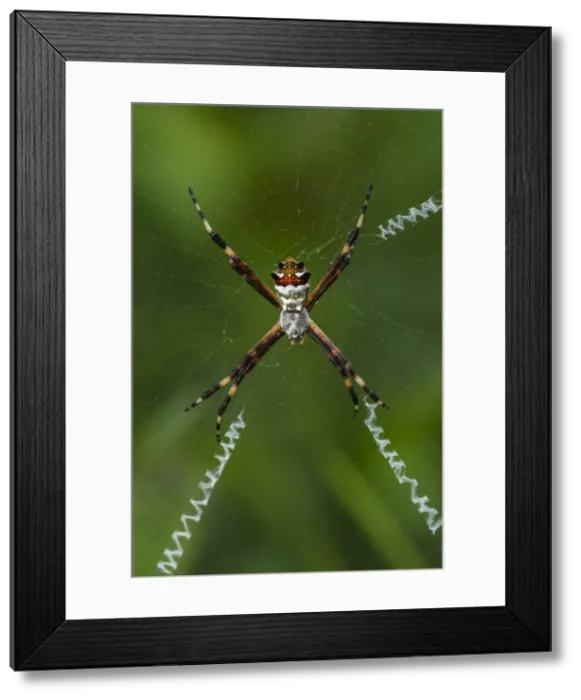 Framed Print : Picture No. 11980784 Framed Print : Picture No. 11980784
