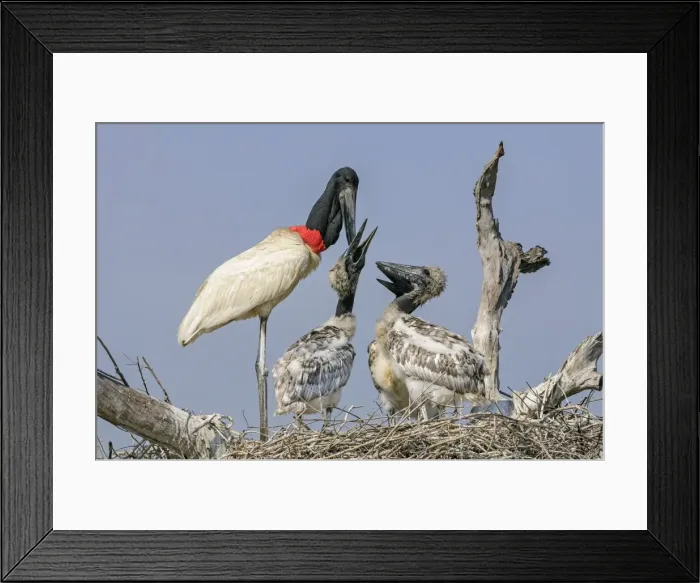 Framed Print : Picture No. 11980785 Framed Print : Picture No. 11980785